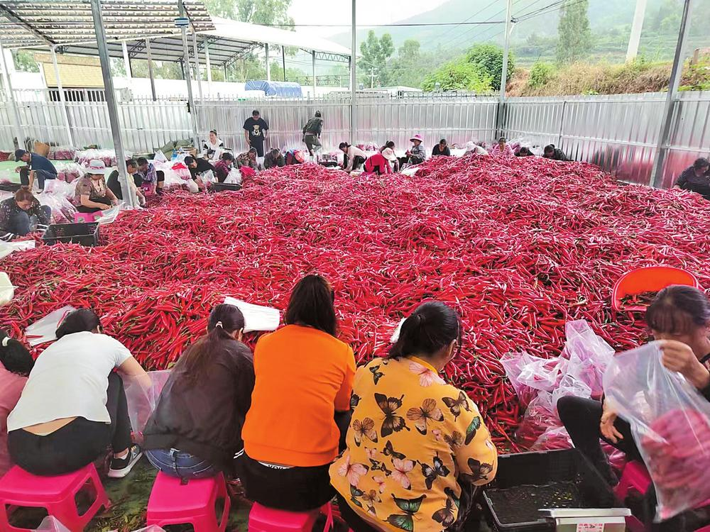 辣椒豐產(chǎn) 辣椒豐產(chǎn)