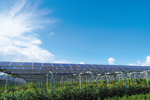 石林生態(tài)農(nóng)業(yè)光伏實(shí)驗(yàn)示范基地。 記者楊敏攝