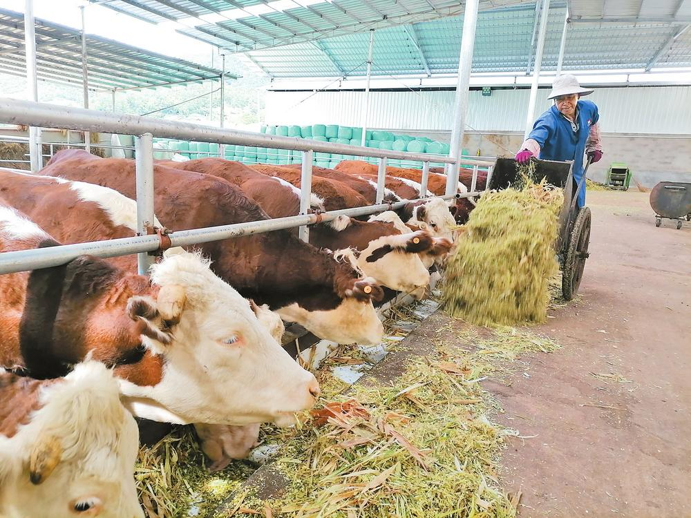 景東董報(bào)村肉牛養(yǎng)殖場(chǎng) 云南日?qǐng)?bào) 記者沈浩 攝