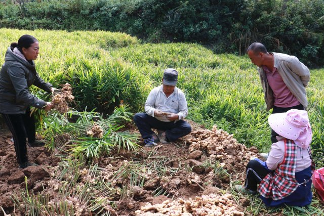 大班碧村民在采收小黃姜 拍攝；董艷 時(shí)間;2022.11.12.JPG