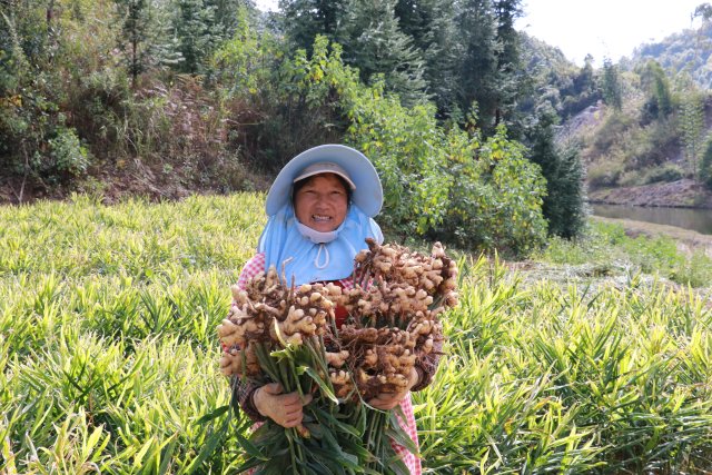 小黃姜豐收，農(nóng)戶喜笑顏開(kāi) 拍攝；董艷 時(shí)間;2022.11.12.JPG