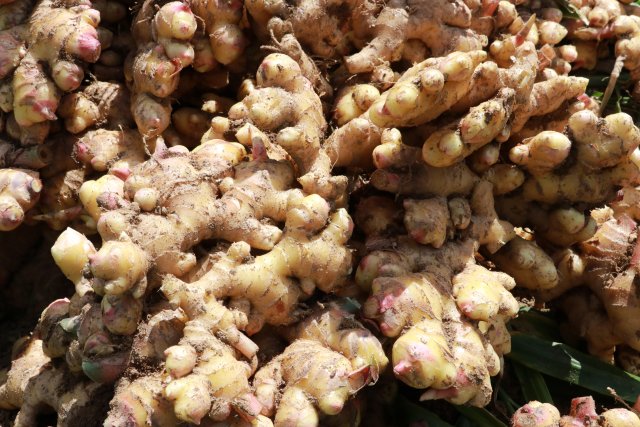 大班碧小黃姜 拍攝；董艷 時(shí)間;2022.11.12.JPG