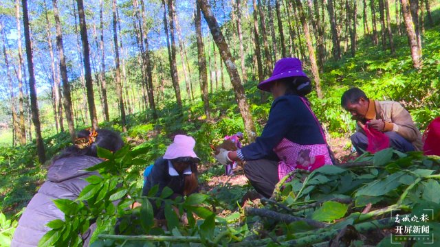 鎮(zhèn)康魔芋產(chǎn)業(yè)助力村集體經(jīng)濟(jì)開花結(jié)果(李麗君攝2022年11月10日) (6).jpg