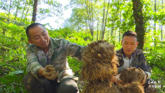 鎮(zhèn)康魔芋產(chǎn)業(yè)助力村集體經(jīng)濟(jì)開花結(jié)果(李麗君攝2022年11月10日) (11).jpg