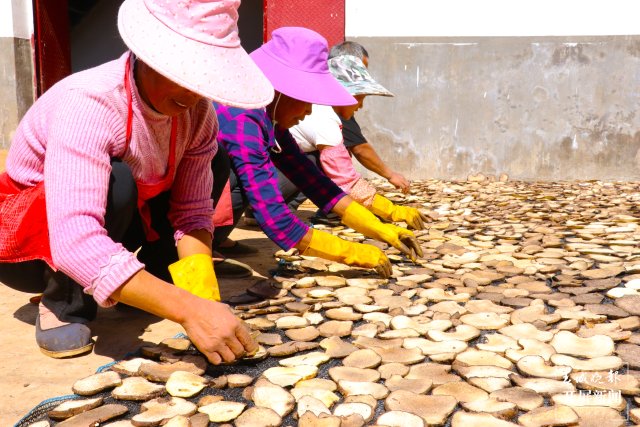 鎮(zhèn)康魔芋產(chǎn)業(yè)助力村集體經(jīng)濟(jì)開花結(jié)果(李麗君攝2022年11月10日) (14).JPG