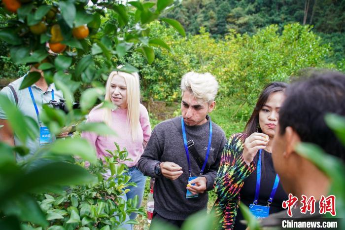 圖為外國青年走進砂糖橘基地?！￡惞谘浴z