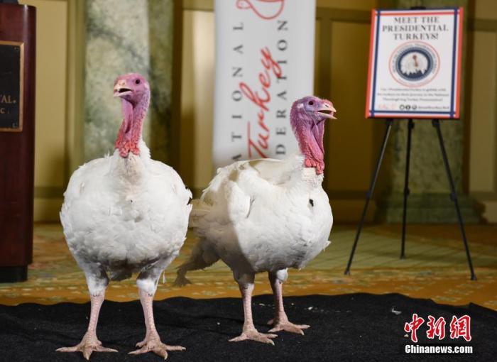 資料圖：火雞。 中新社記者 陳孟統(tǒng) 攝