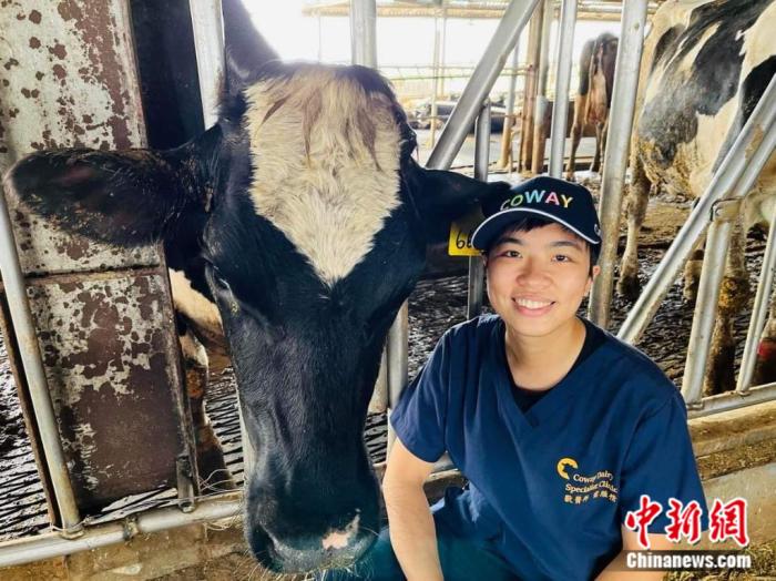 臺(tái)南康維乳牛?？圃\所獸醫(yī)師雷雁情曾到福州體驗(yàn)當(dāng)大熊貓“奶媽”，立志做大型草食動(dòng)物獸醫(yī)。受訪者供圖