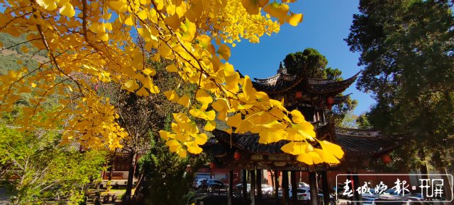 太美！雞足山上銀杏黃~12 (2).jpg