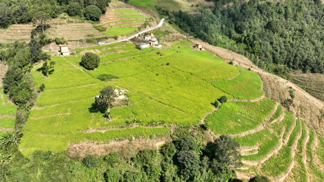 羊街鄉(xiāng)連片的苦蕎地 龍婭 攝.JPG