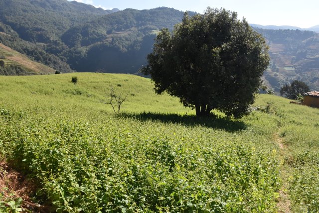 山地苦蕎長勢喜人 龍婭 攝.JPG