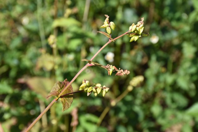 山地苦蕎 龍婭 攝.JPG