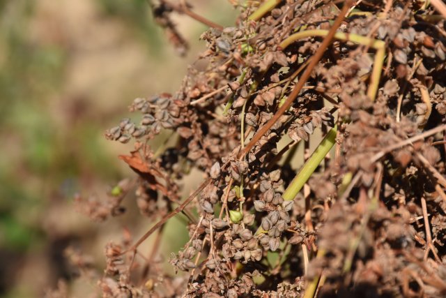 飽滿的蕎籽龍婭 攝.JPG