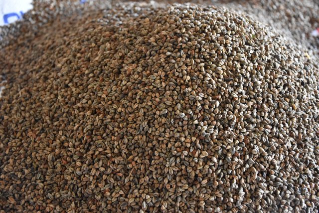 收獲的蕎籽 龍婭 攝.JPG