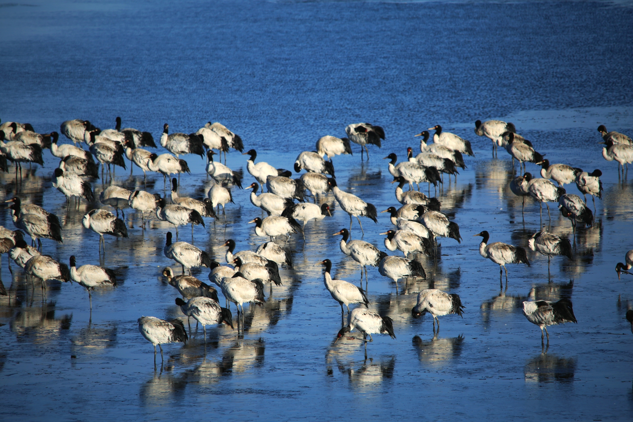 【圖1】2260只！云南大山包越冬黑頸鶴數(shù)量創(chuàng)歷史新高。 吳太平攝