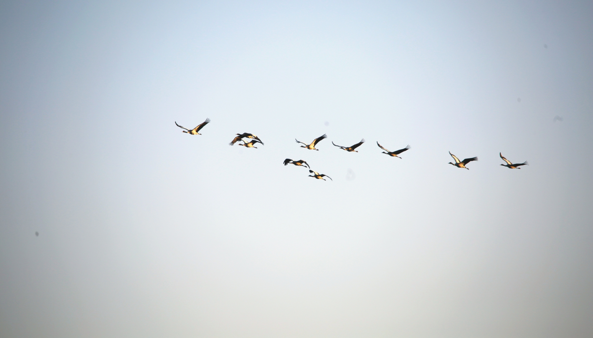 【圖2】入冬以來，大批黑頸鶴飛抵大山包濕地棲息越冬。 吳太平攝