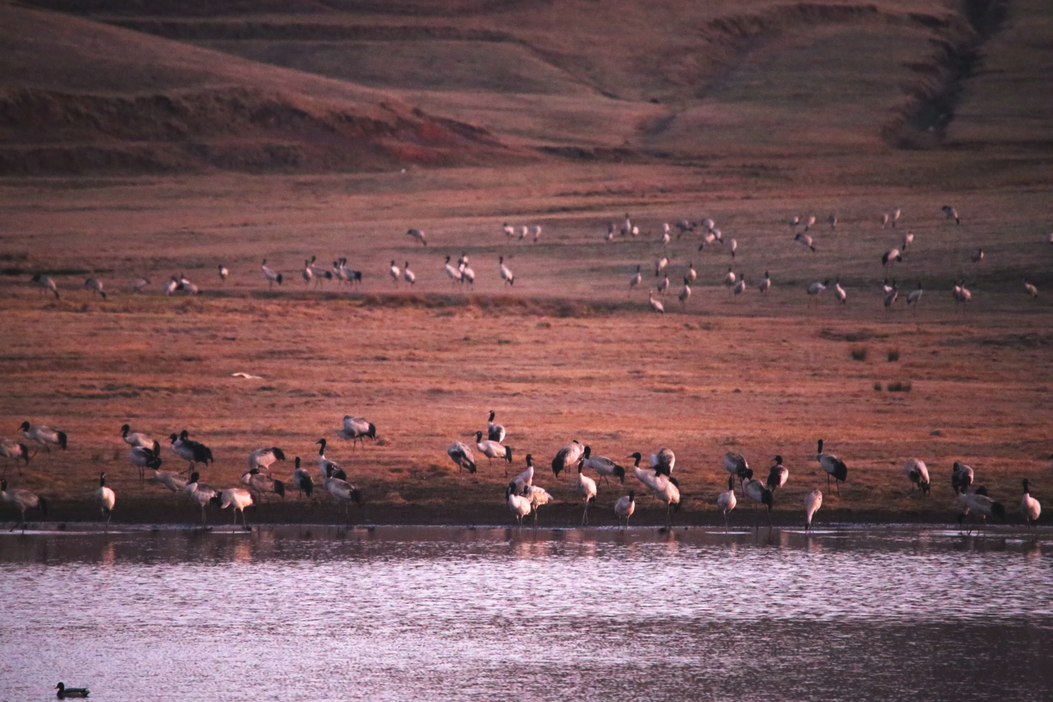 【圖3】入冬以來，大批黑頸鶴飛抵大山包濕地棲息越冬。 吳太平攝