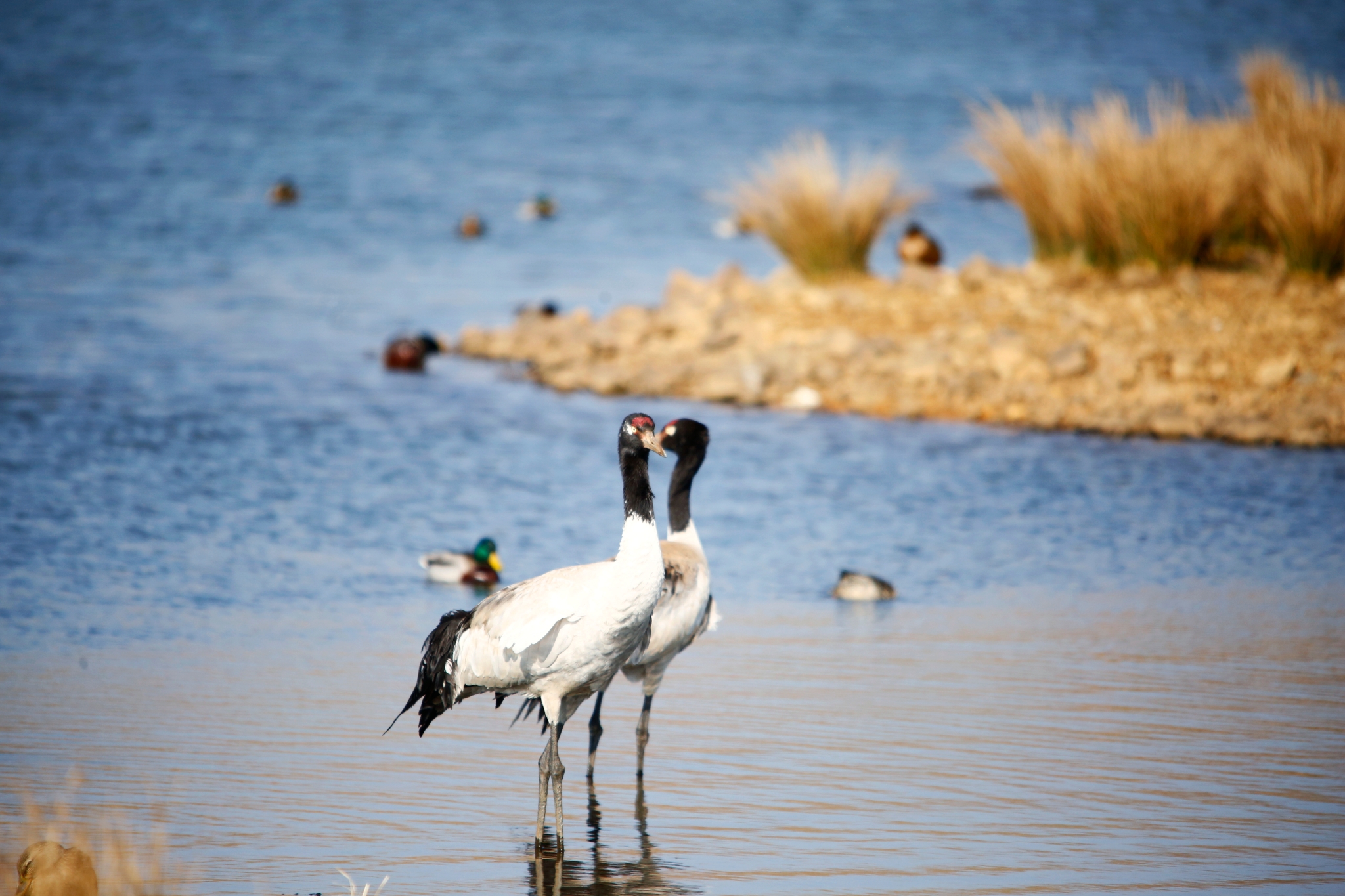 【圖4】生態(tài)持續(xù)改善的大山包濕地是黑頸鶴重要的越冬地和中轉(zhuǎn)站。 吳太平攝
