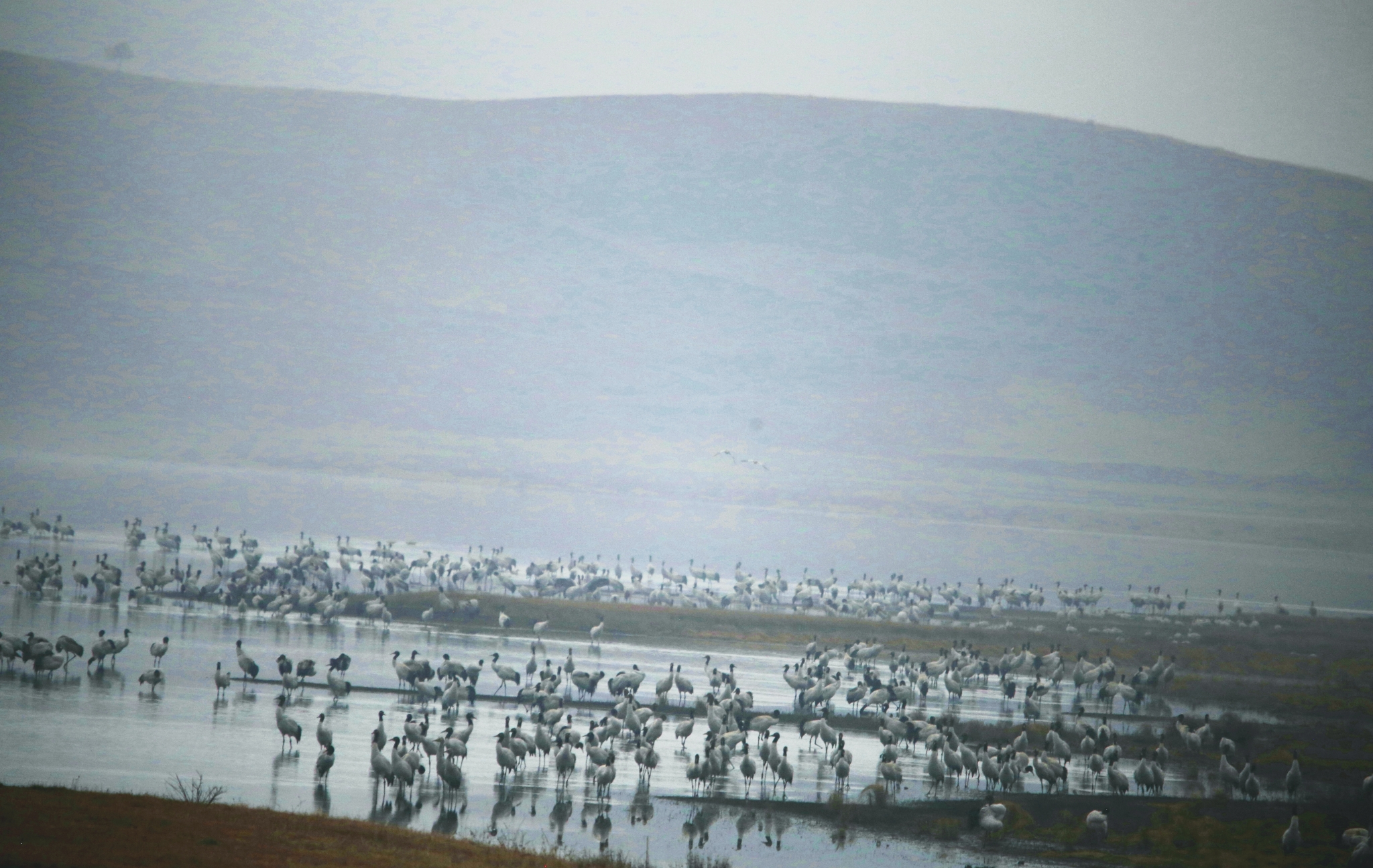 【圖5】大山包濕地2260只越冬黑頸鶴數(shù)量創(chuàng)歷史新高。 吳太平攝