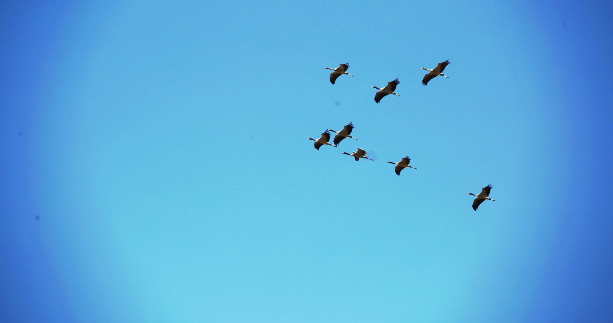 【圖6】入冬以來，大批黑頸鶴飛抵大山包濕地棲息越冬。 吳太平攝