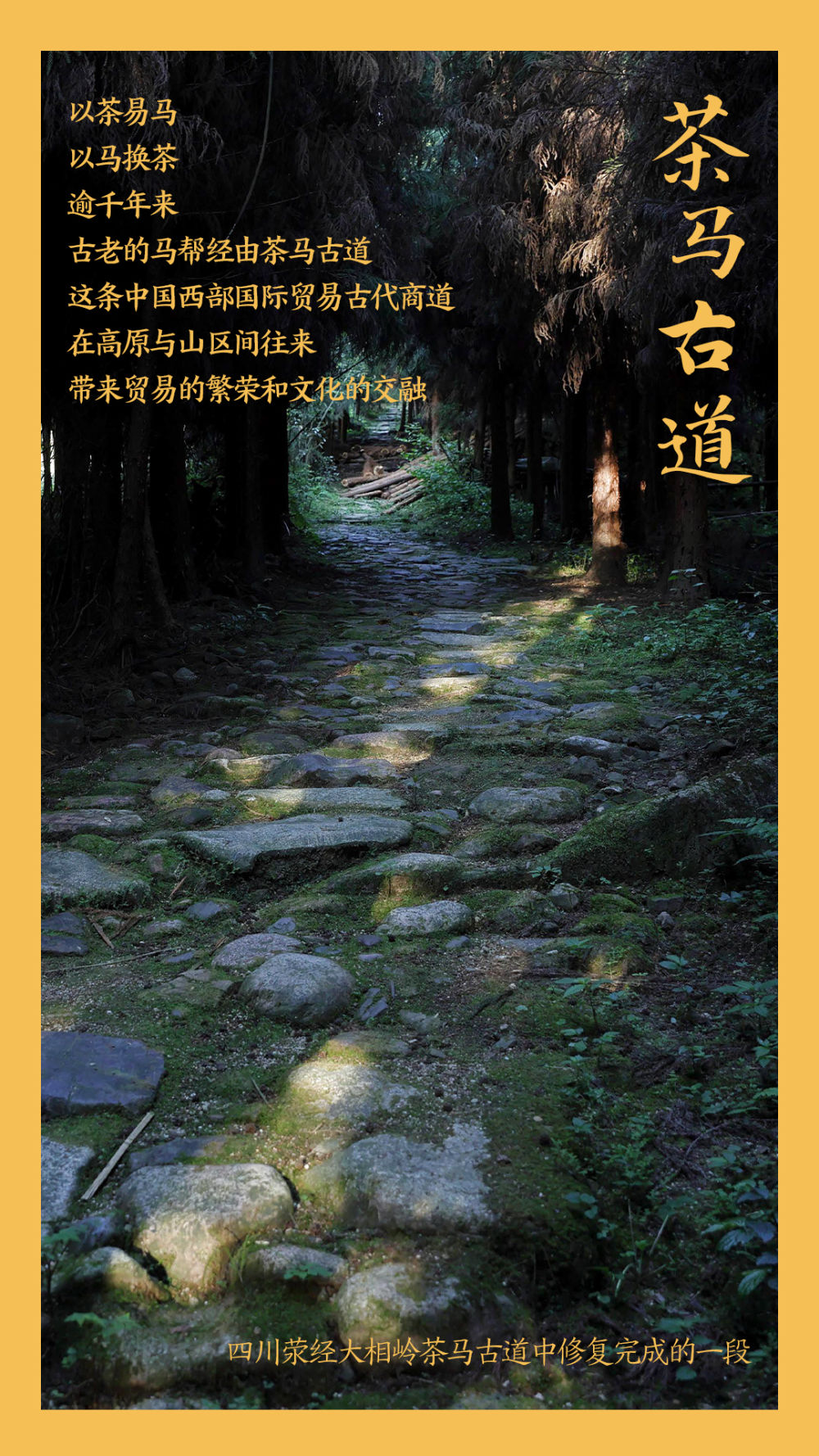 鏡觀中國丨這，就是中國茶