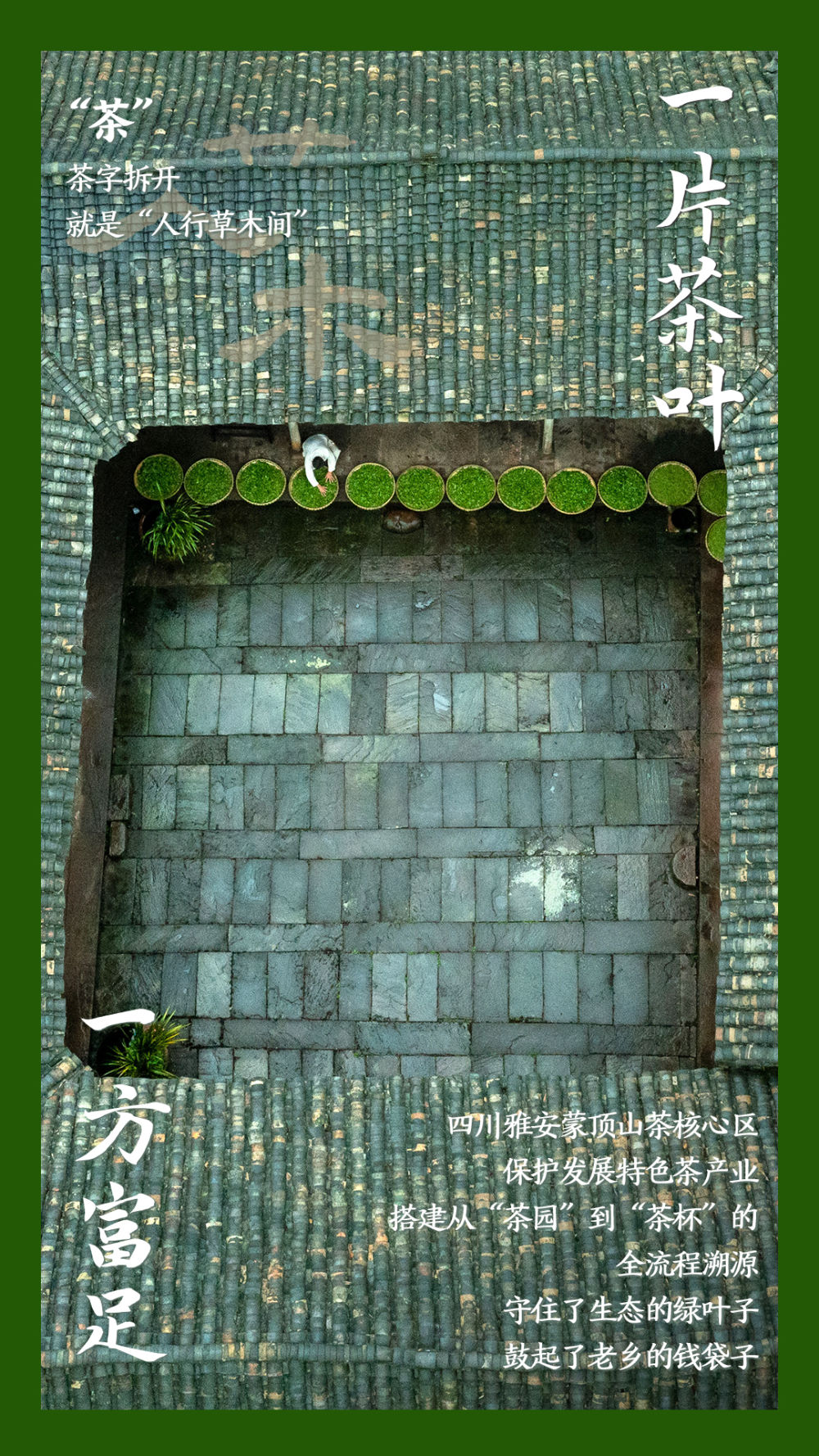 鏡觀中國丨這，就是中國茶