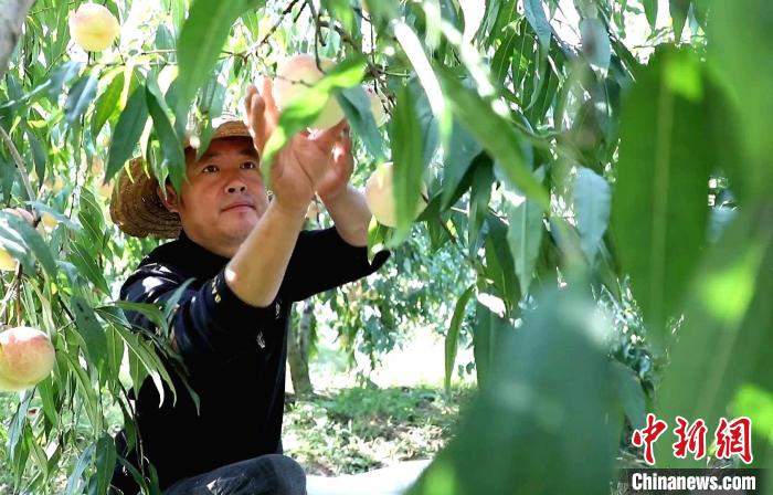 圖為采摘冬桃現(xiàn)場(chǎng)?！∨R沭融媒 供圖