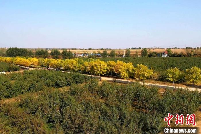 圖為當(dāng)?shù)爻善奶伊??！∨R沭融媒 供圖