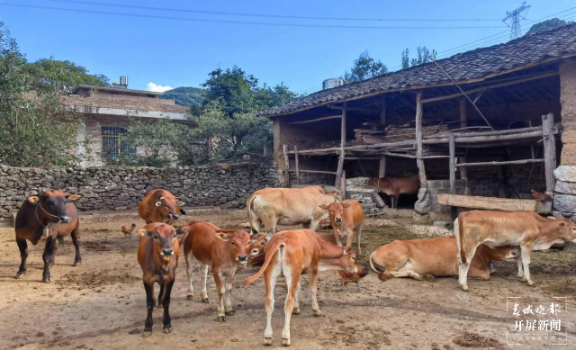圖為南屏鎮(zhèn)試點(diǎn)營(yíng)上村養(yǎng)殖大戶飼養(yǎng)在家中的牛群.png