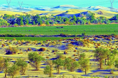 扎根大漠 逐夢棉田 扎根大漠 逐夢棉田