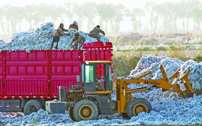 扎根大漠 逐夢棉田 扎根大漠 逐夢棉田