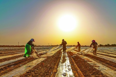 扎根大漠 逐夢棉田 扎根大漠 逐夢棉田
