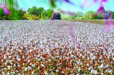 扎根大漠 逐夢棉田 扎根大漠 逐夢棉田