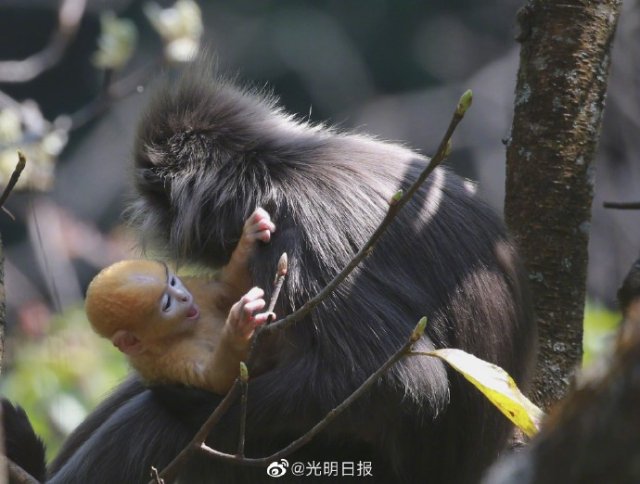 云南龍陵小黑山新添6只金色小猴