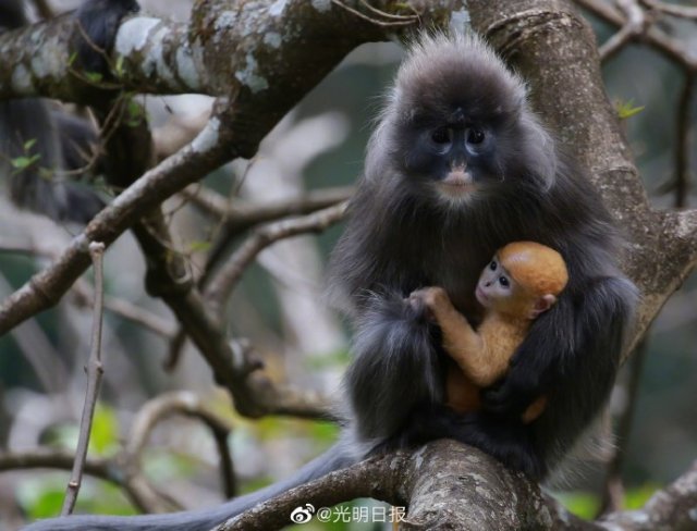 云南龍陵小黑山新添6只金色小猴