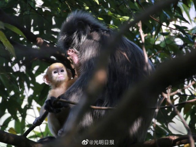 云南龍陵小黑山新添6只金色小猴