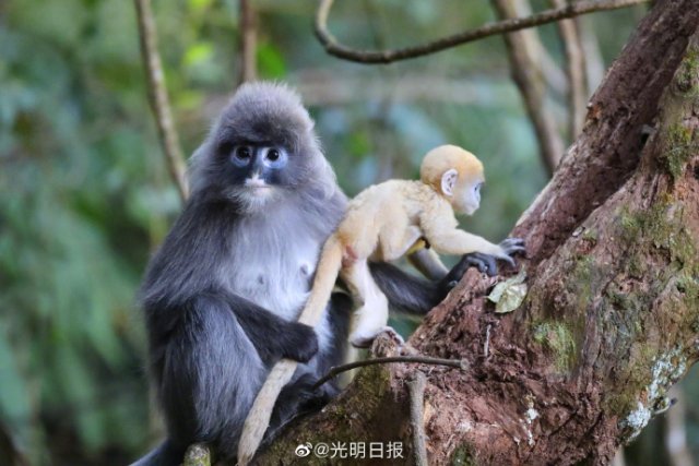 云南龍陵小黑山新添6只金色小猴