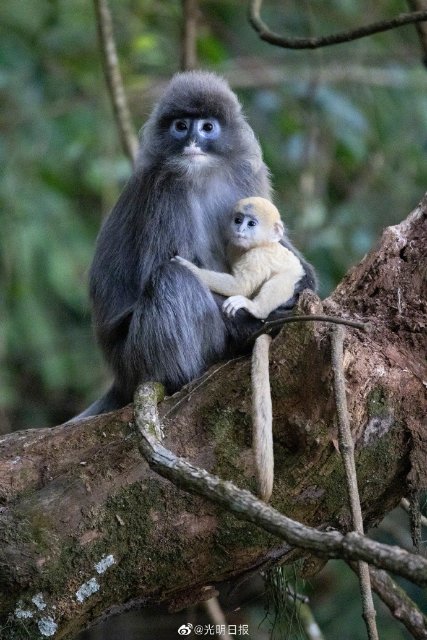 云南龍陵小黑山新添6只金色小猴