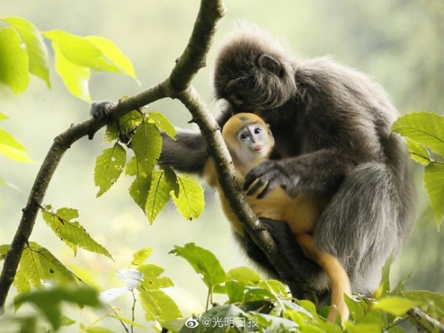 云南龍陵小黑山新添6只金色小猴