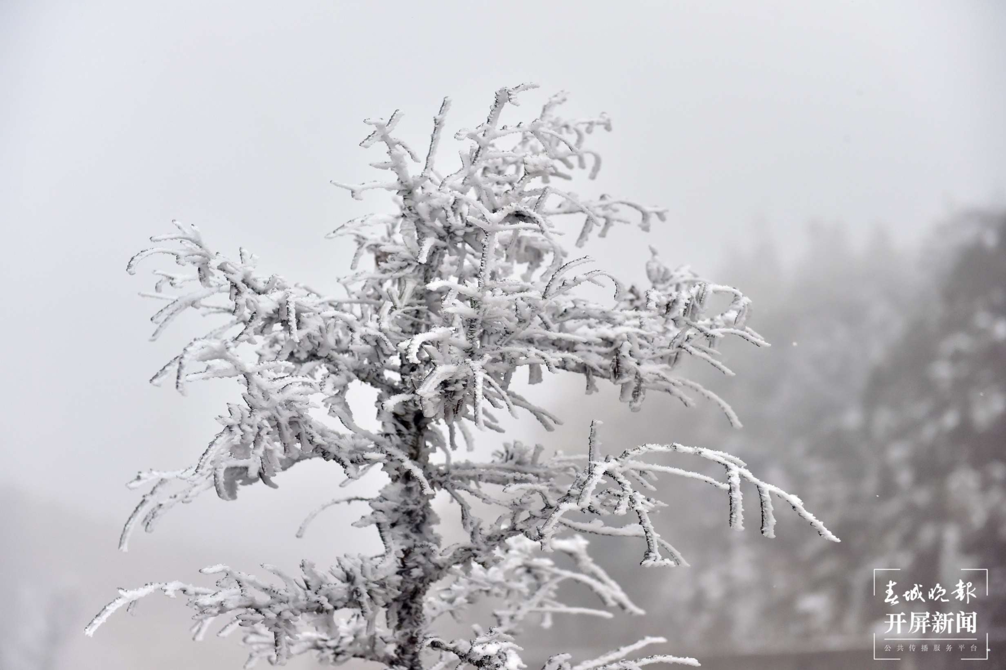 者磨山霧凇奇觀，驚艷大理冬日時光！ (5).jpg