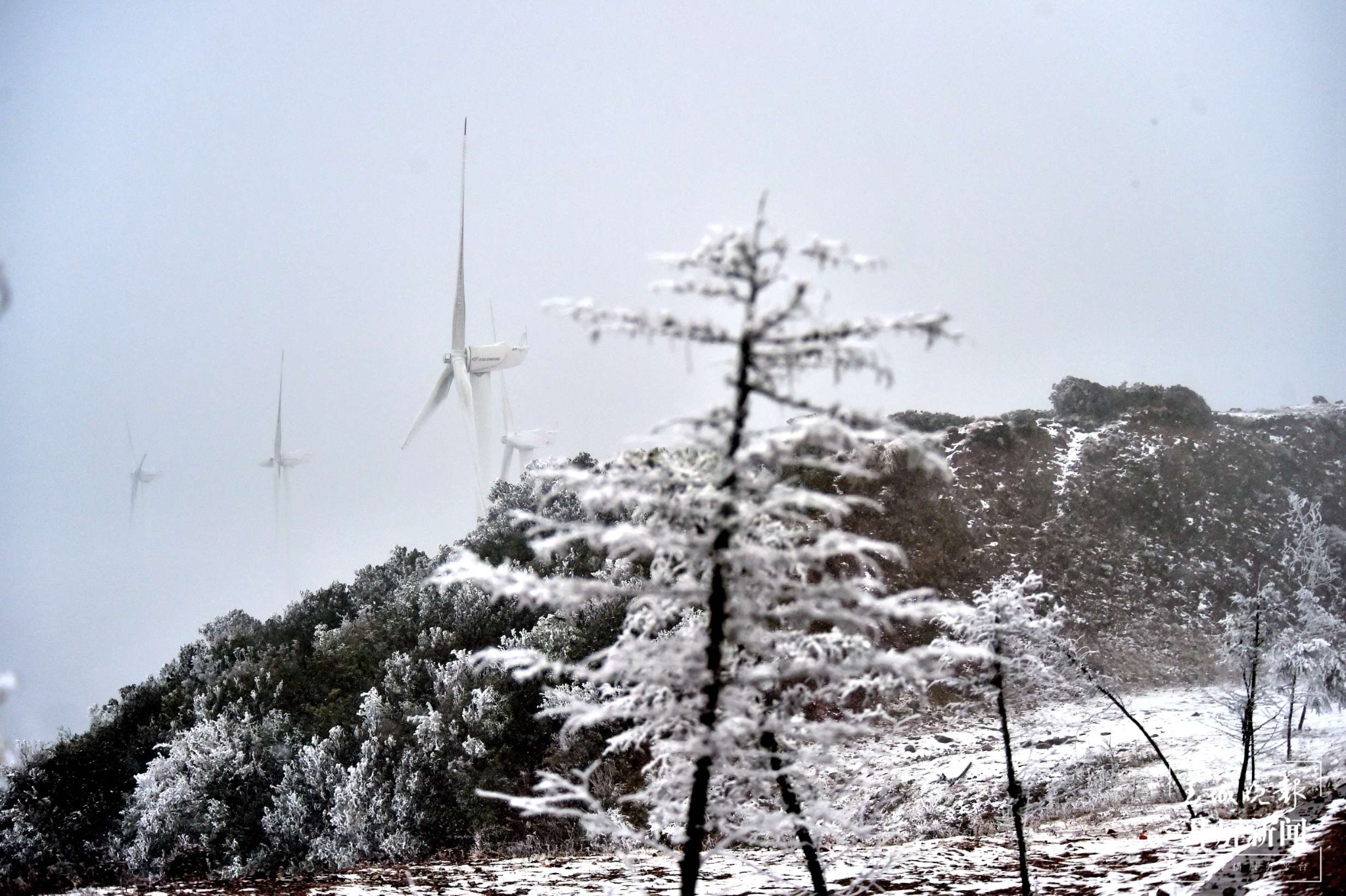 者磨山霧凇奇觀，驚艷大理冬日時光！ (11).jpg