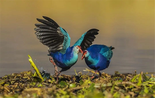 紫水雞2 紫水雞2