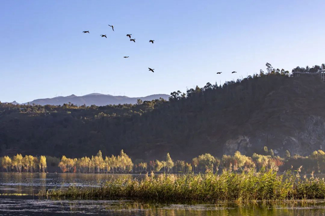 白鷺 楊燦華 攝 白鷺 楊燦華 攝