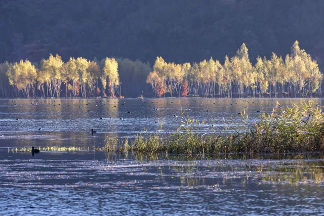 白鷺 楊燦華 攝2 白鷺 楊燦華 攝2