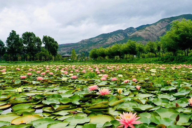 官營濕地 官營濕地