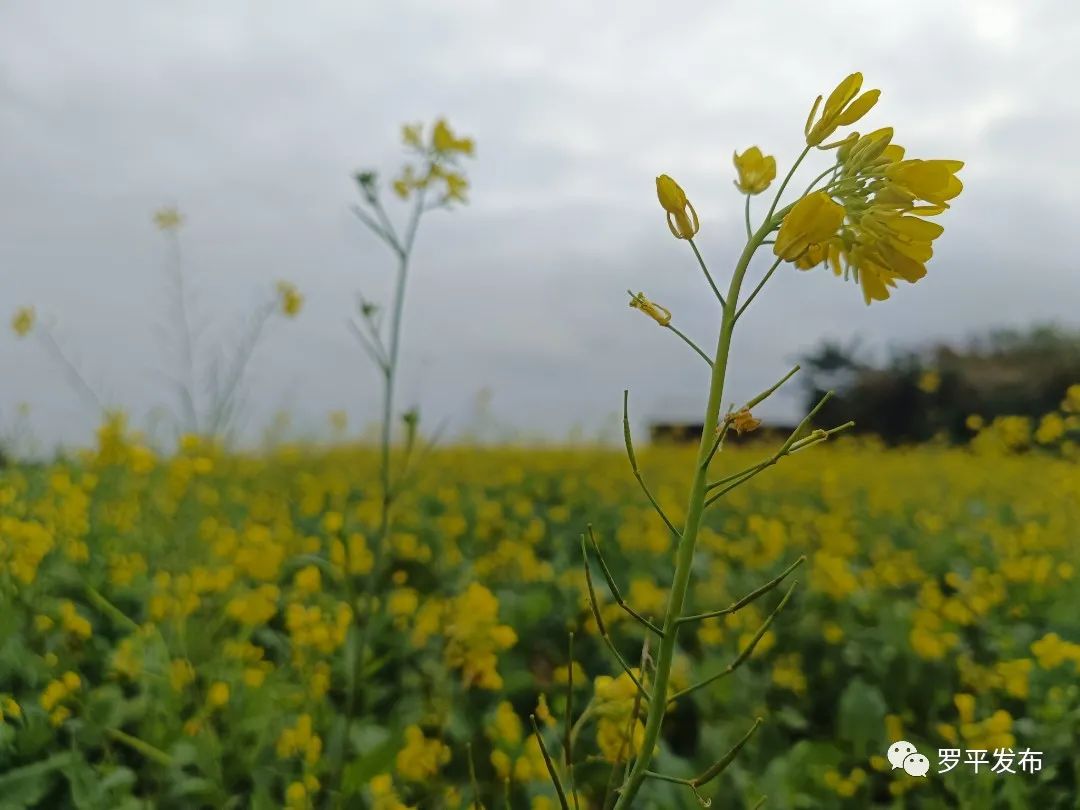 微信圖片_20221222084132.jpg 圖片