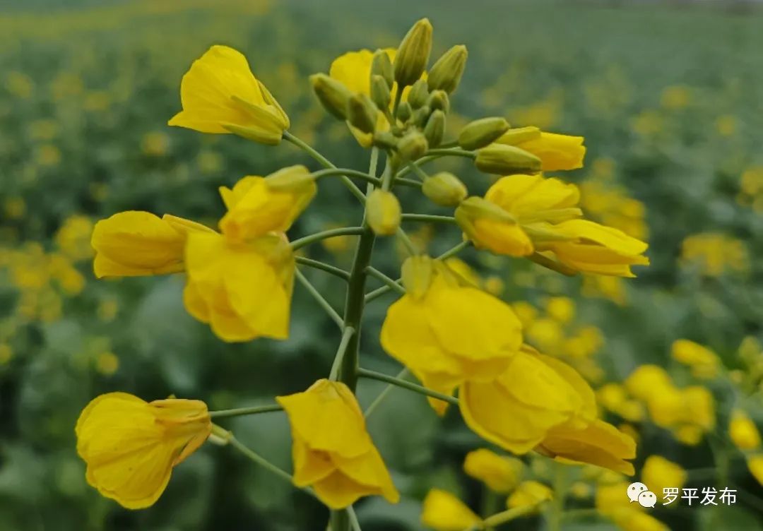 微信圖片_20221222084322.jpg 圖片