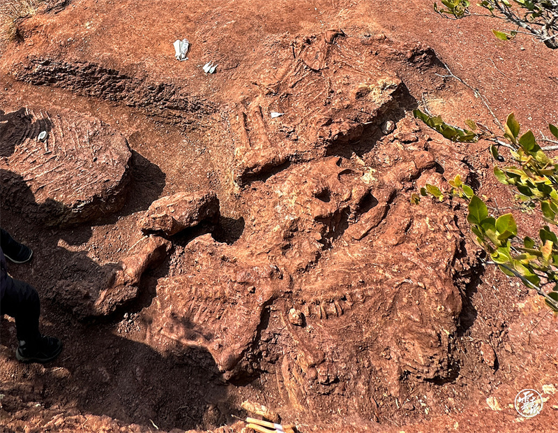 九處恐龍新鮮出土“云南侏羅紀”又添新成員(18596043)-20221228174020.jpg