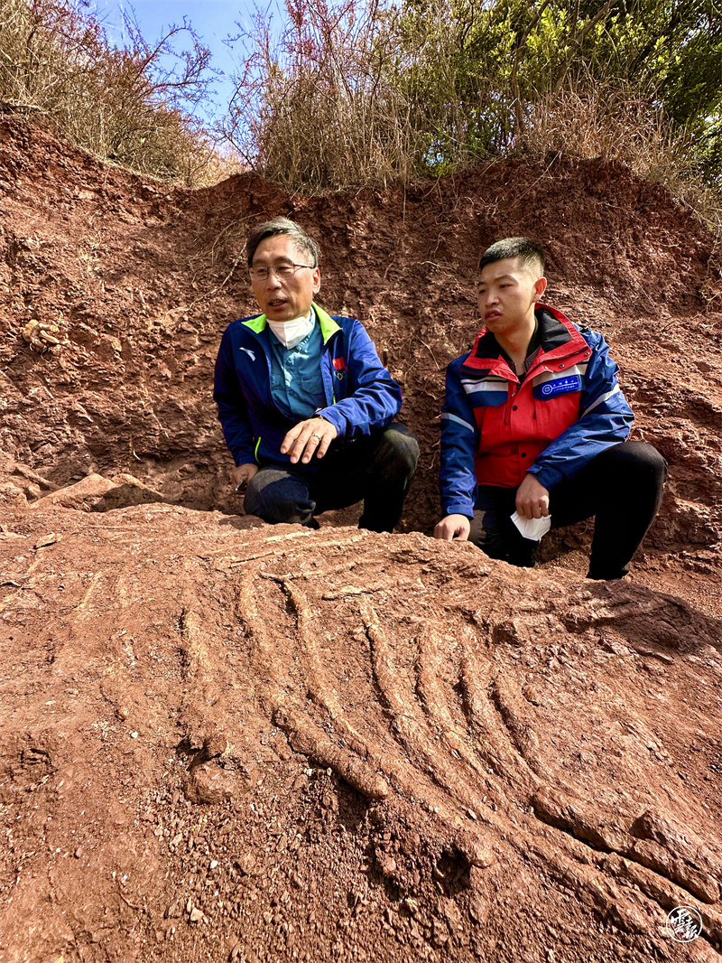 九處恐龍新鮮出土“云南侏羅紀”又添新成員(18596019)-20221228174013.jpg