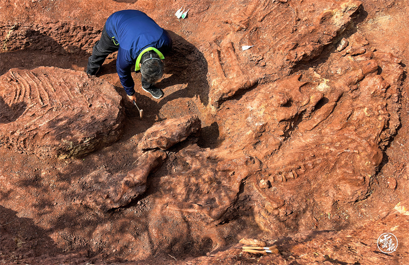 九處恐龍新鮮出土“云南侏羅紀”又添新成員(18596048)-20221228174029.jpg